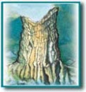 see2